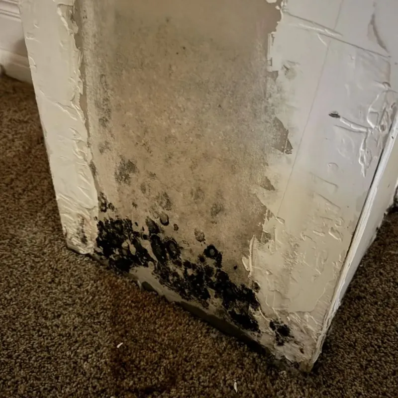 Professional Mold Removal in Dahlonega, GA